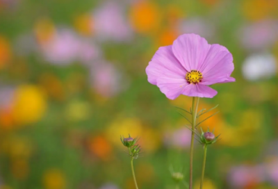 ​带奶芙字的网名女生